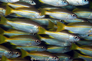 big eyed snapper  ( lutjanus ,lutjanus) shot with nikon D... by Simon Gardener 